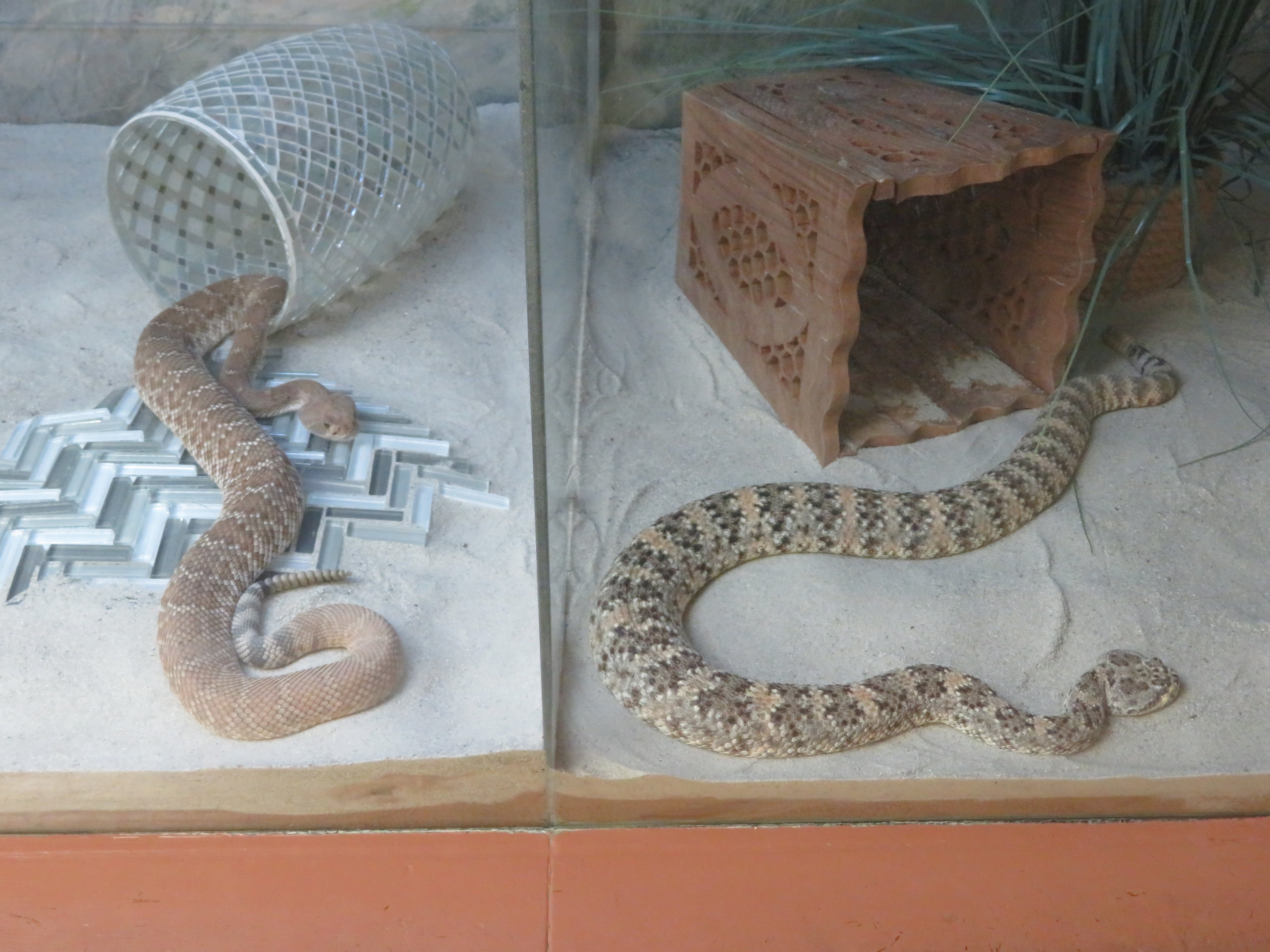 Rattlesnakes Side by Side