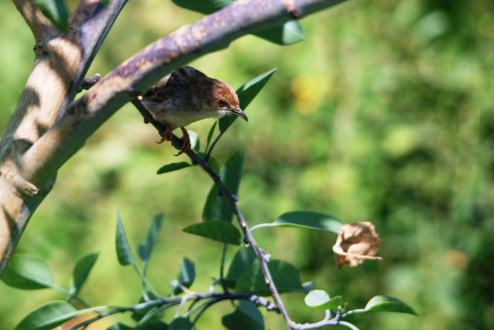 Rattling Cisticola at Lake Koka, 13/10/14