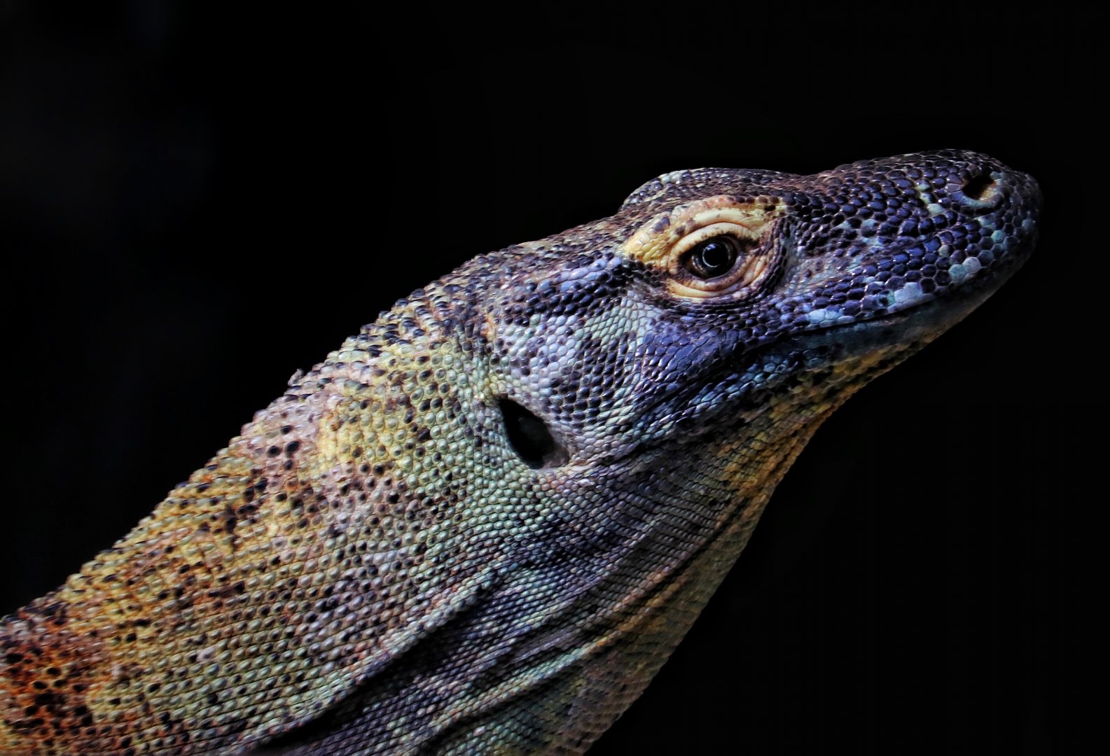 Ratu, a female Komodo Dragon