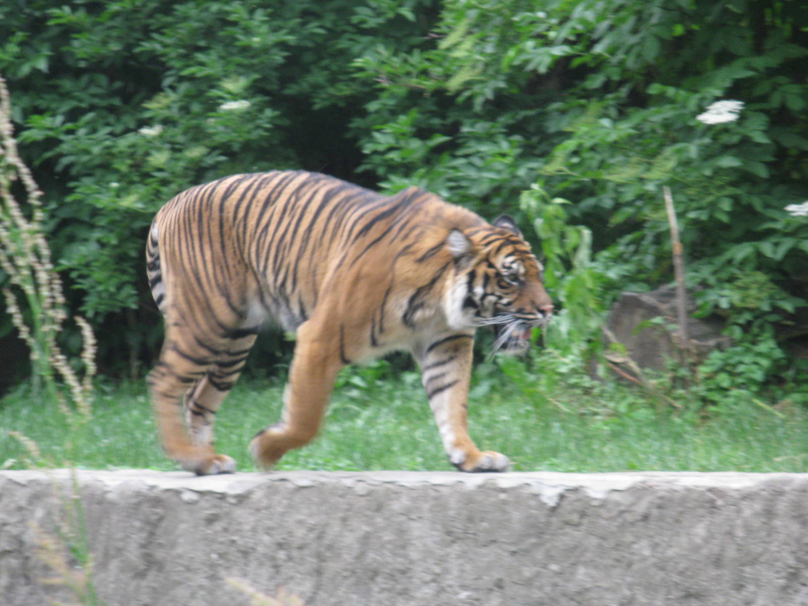 Ratu - female Tiger