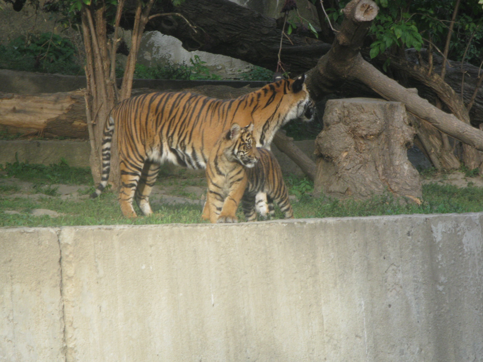 Ratu (mother) and cub
