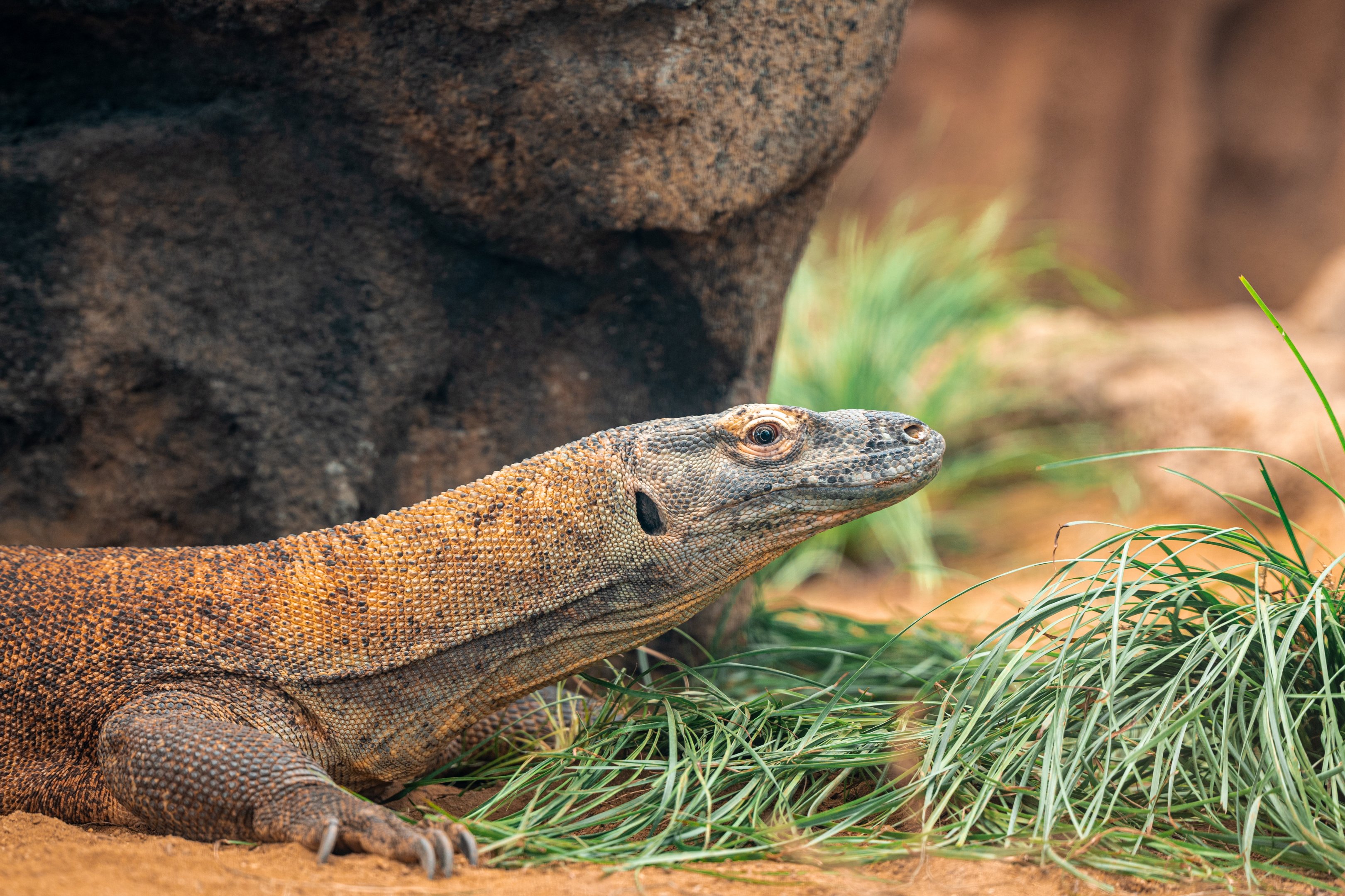 Ratu the female Komodo Dragon