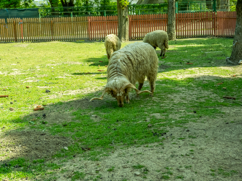 Ratzka sheep