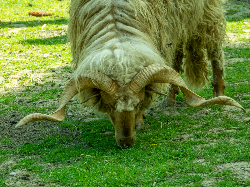 Ratzka sheep