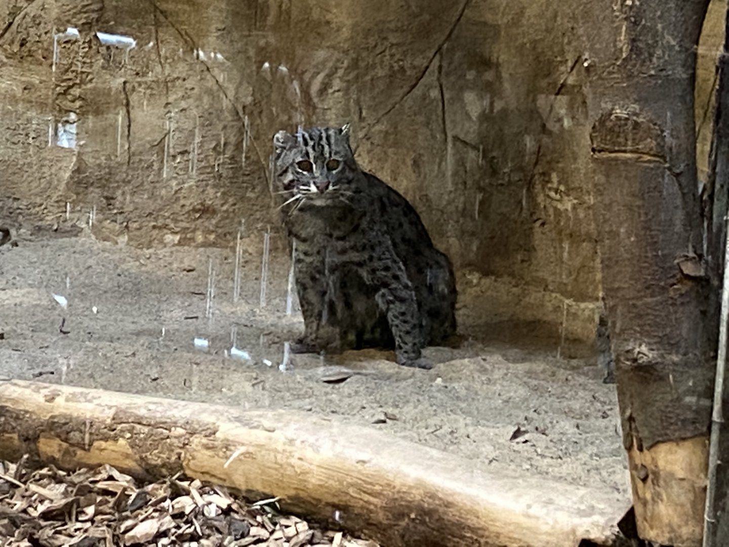 Raubtierhaus - Fishing cat 011219