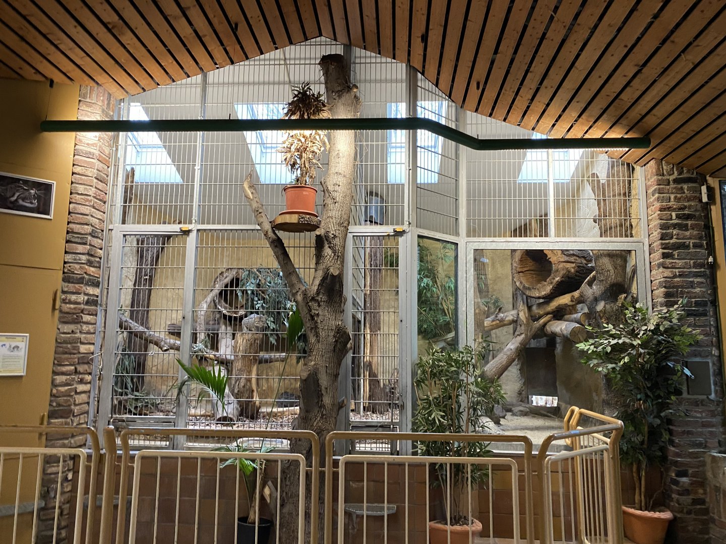 Raubtierhaus - Fishing cat indoors 011219