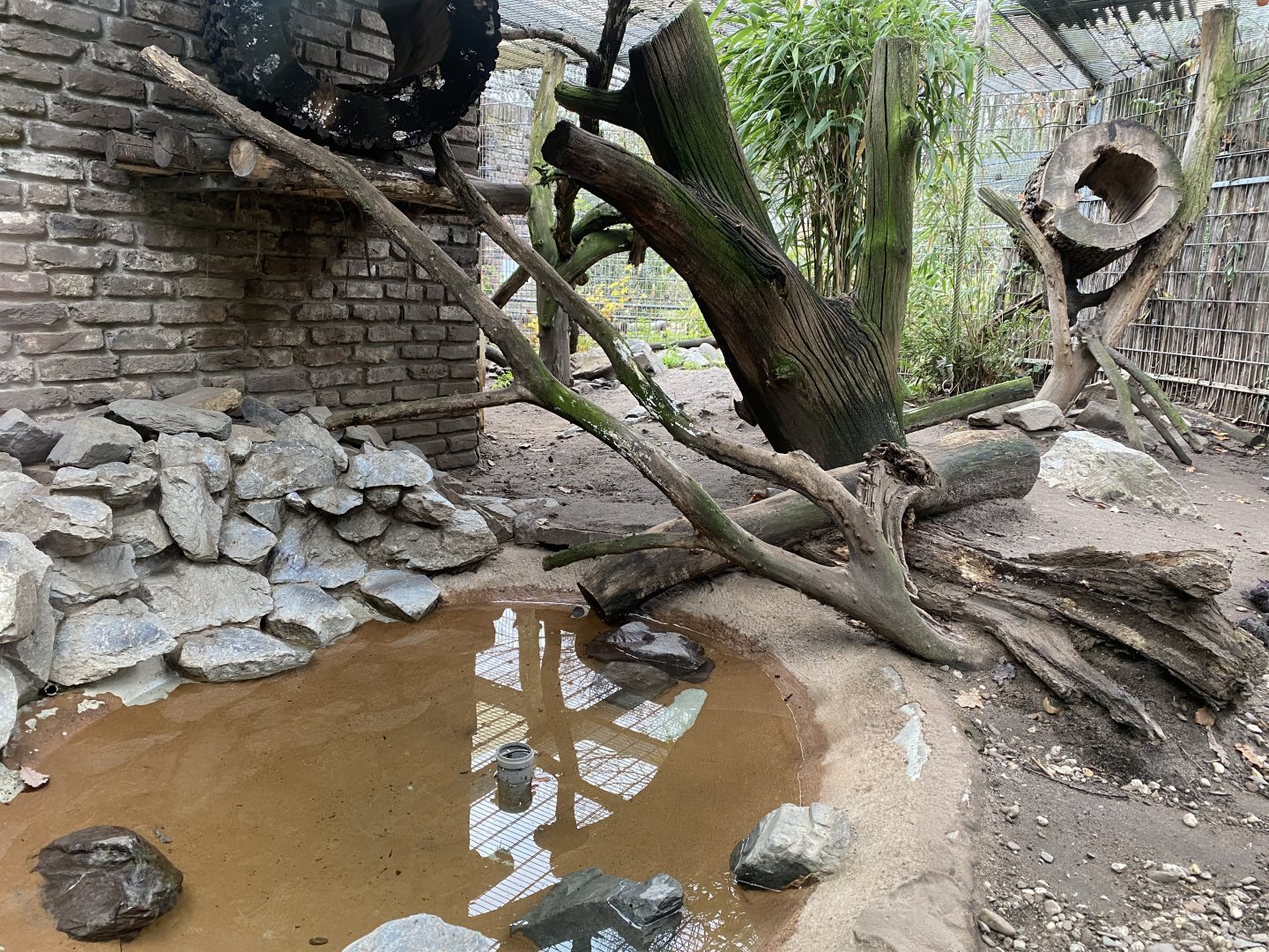 Raubtierhaus - Fishing cat outdoors 011219