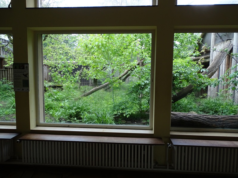 Raubtierhaus: Geoffroys cat enclosure
