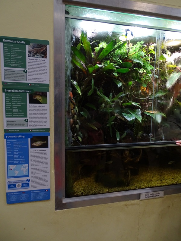 Raubtierhaus: Mixed species terrarium