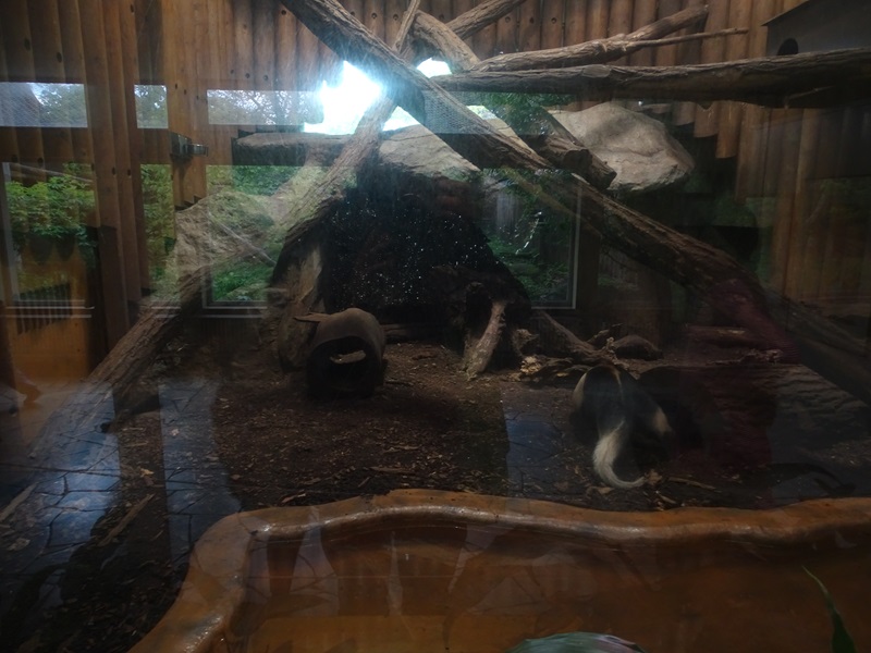 Raubtierhaus: Tamadua enclosure (formerly lions)