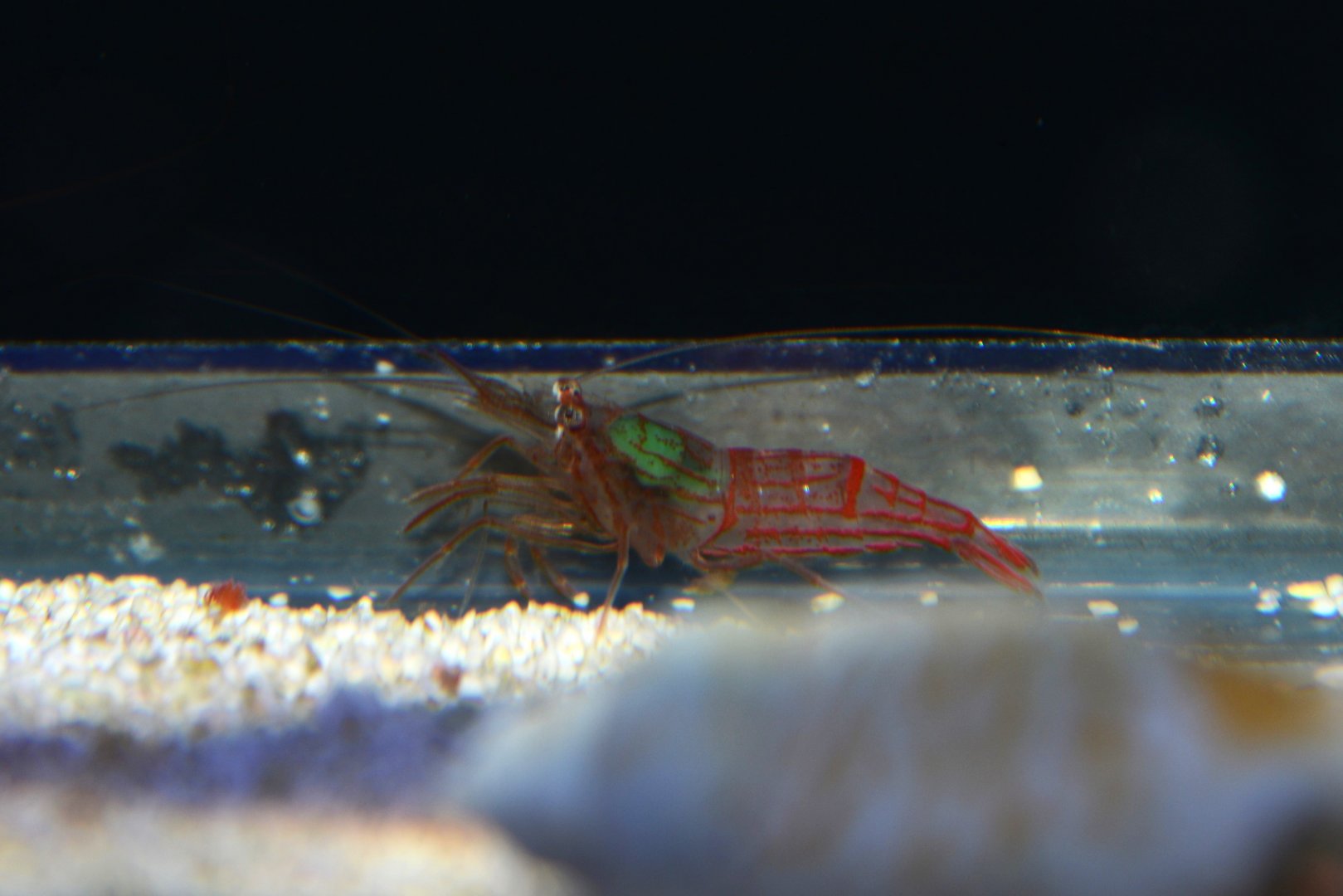 Raul's peppermint shrimp (Lysmata cf. rauli)