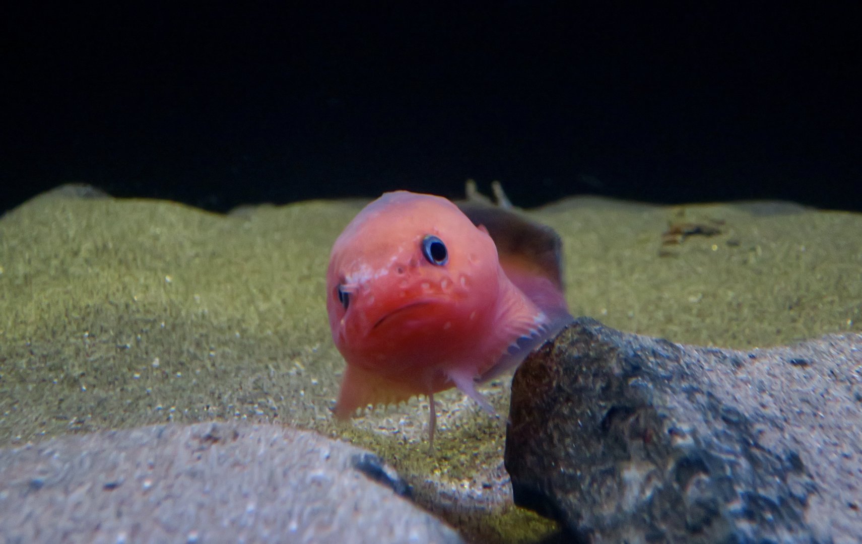 Rausu Snailfish (Careproctus rausuensis)