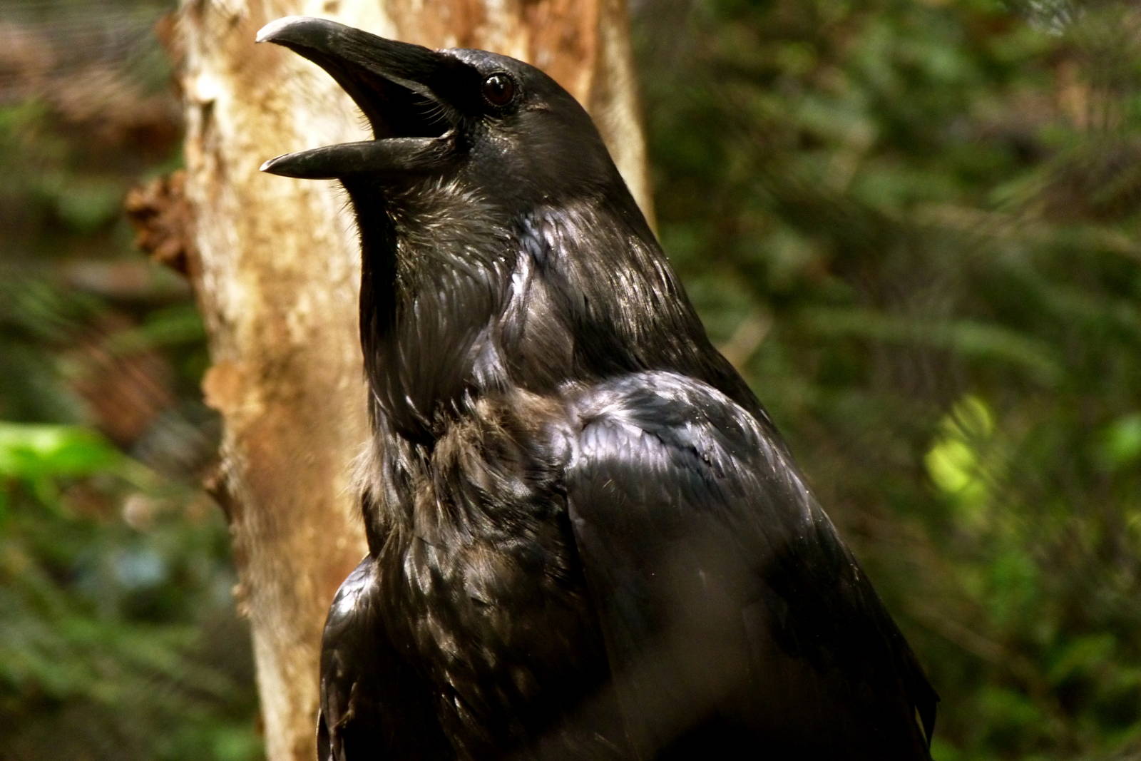 Raven (American Trails) 9-6-12