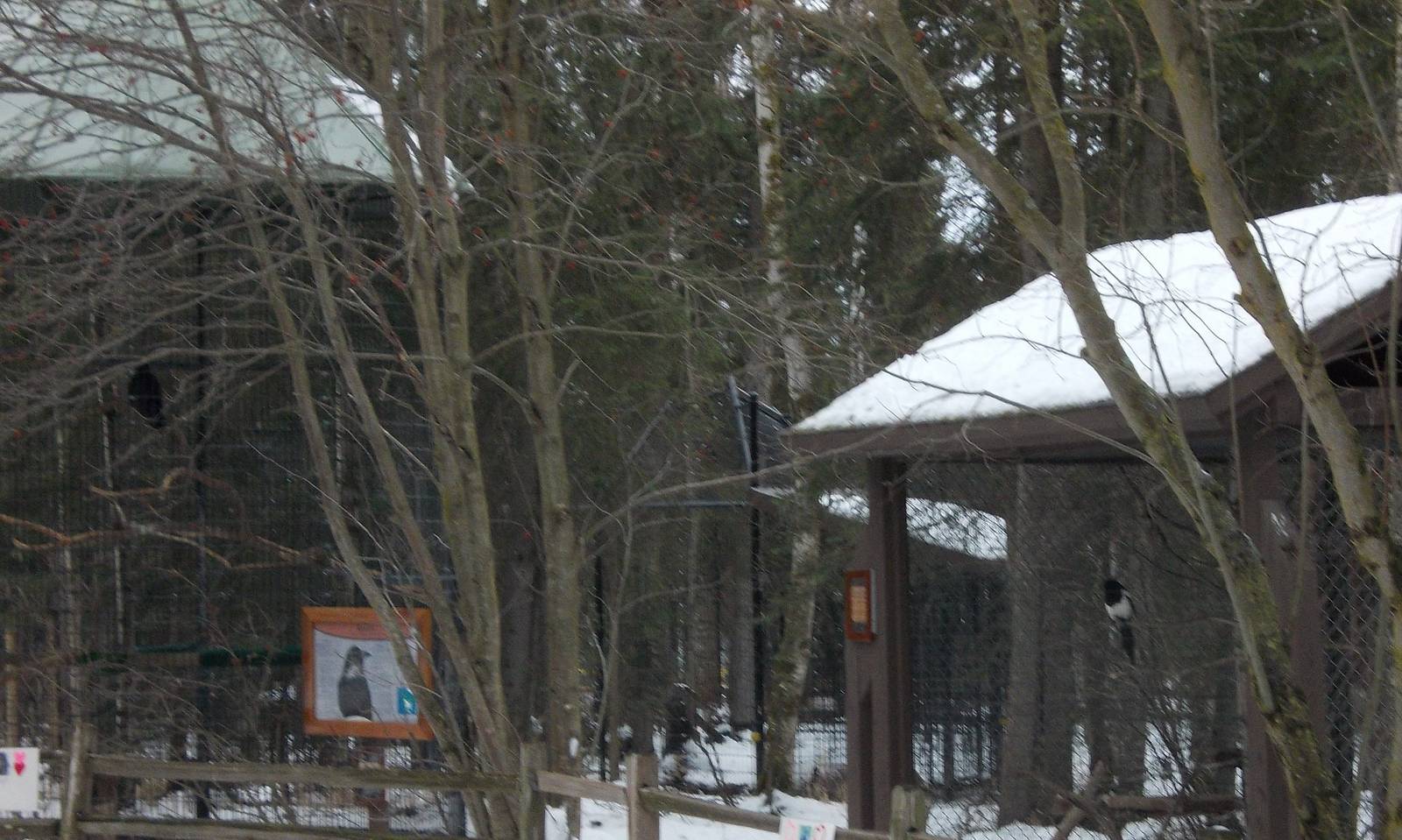 Raven and Magpie Exhibits