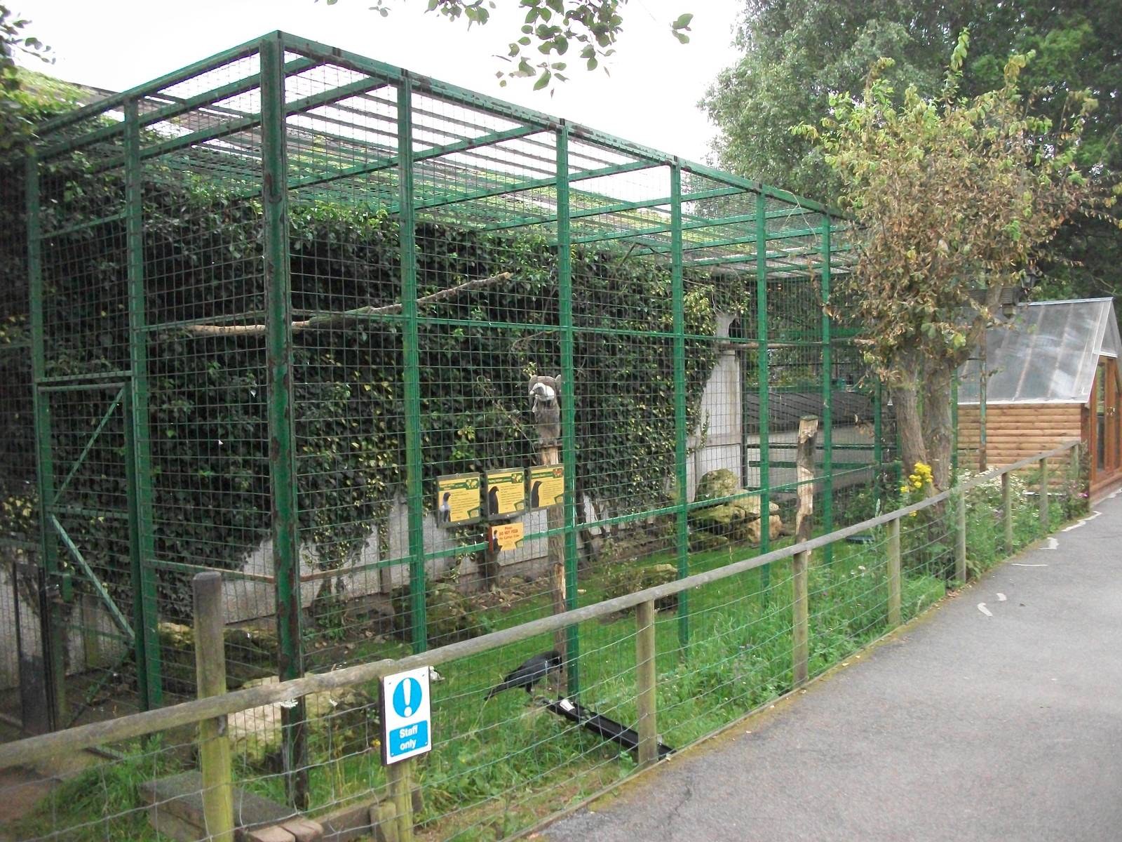 Raven and Vulture aviary, 3rd August 2012