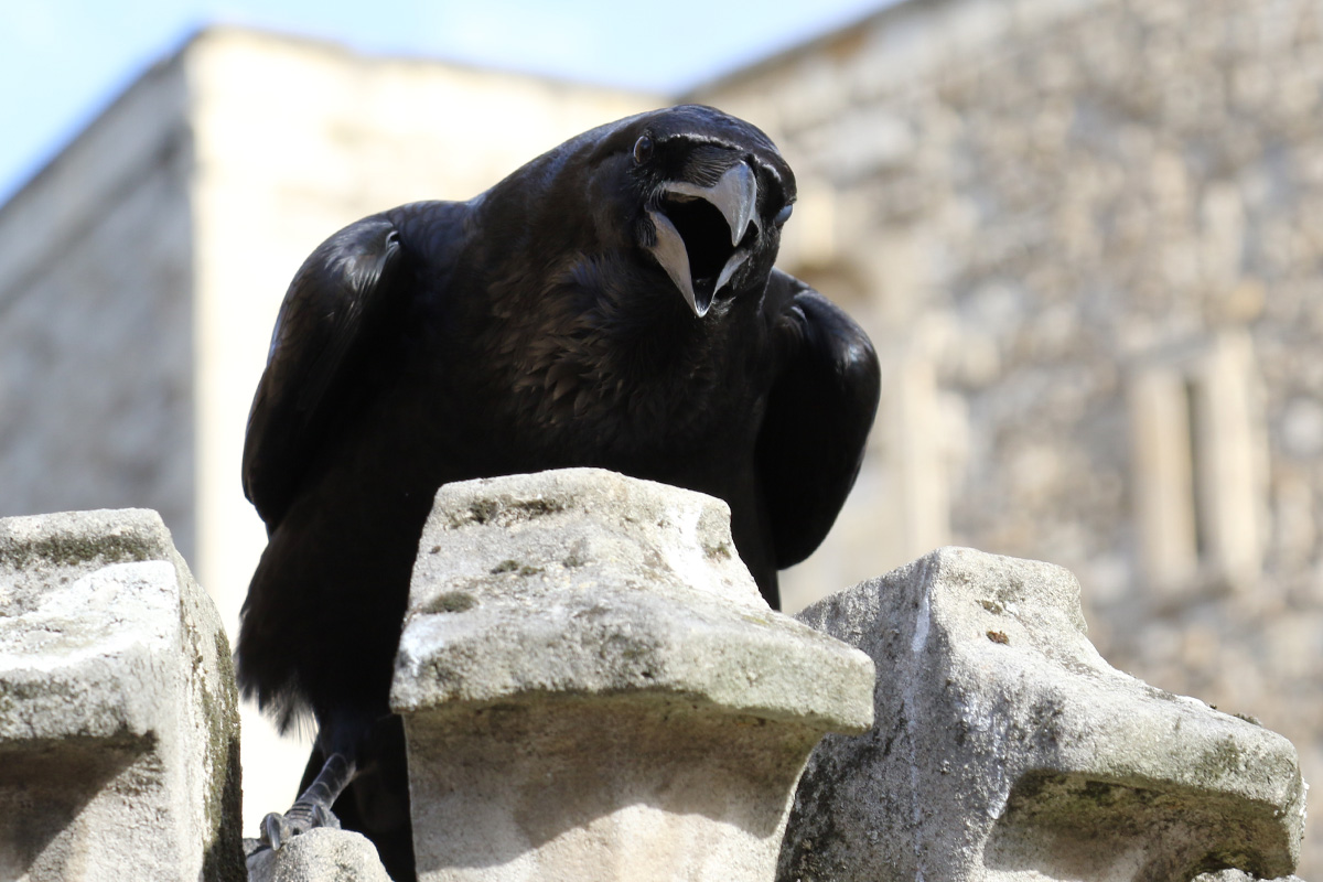 Raven at the Tower of London 3/11/2018