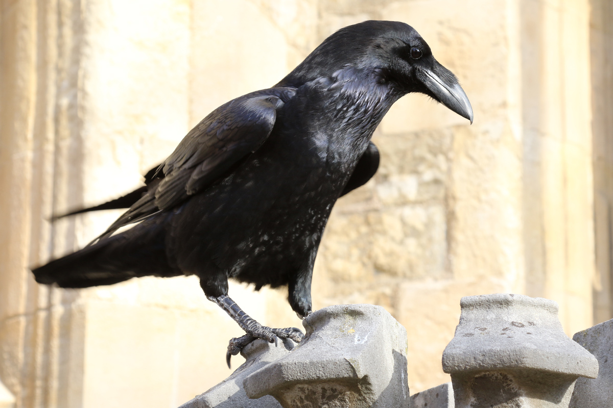 Raven at the Tower of London 3/11/2018