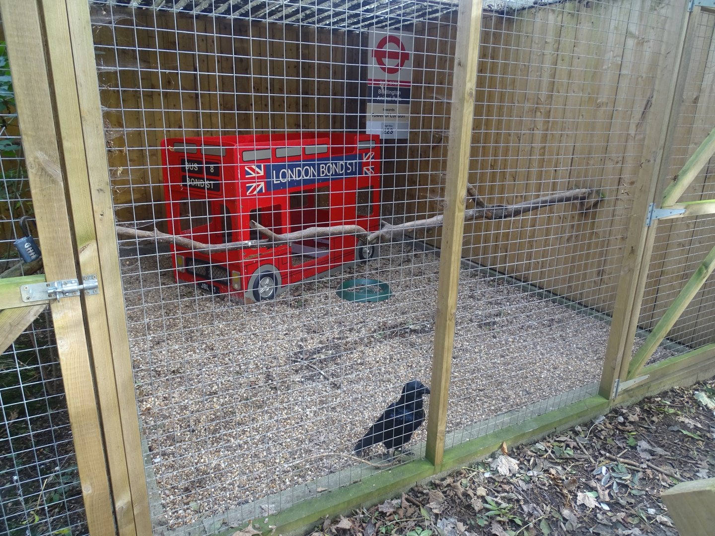 Raven aviary, 16th October 2023