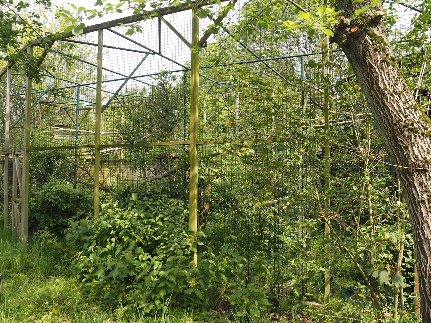 Raven aviary, 2024-05-11