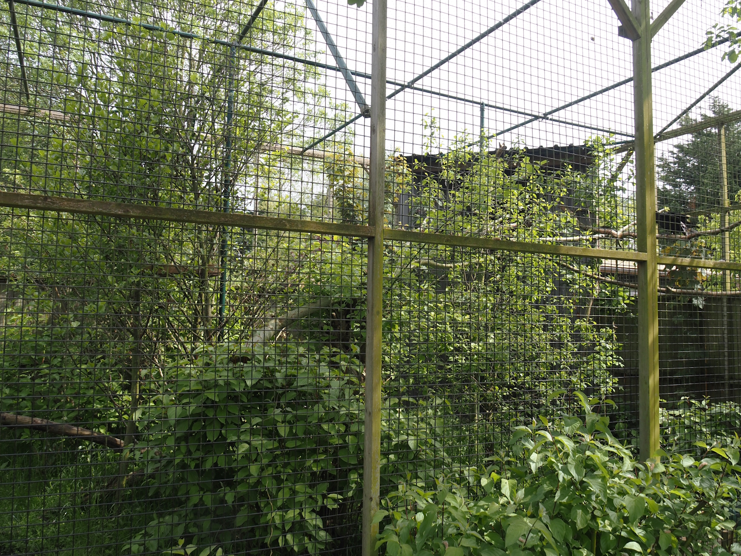Raven aviary, 2024-05-11