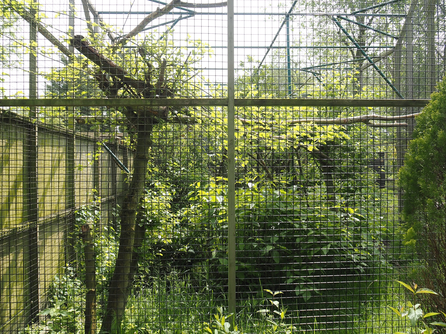 Raven aviary, 2024-05-11