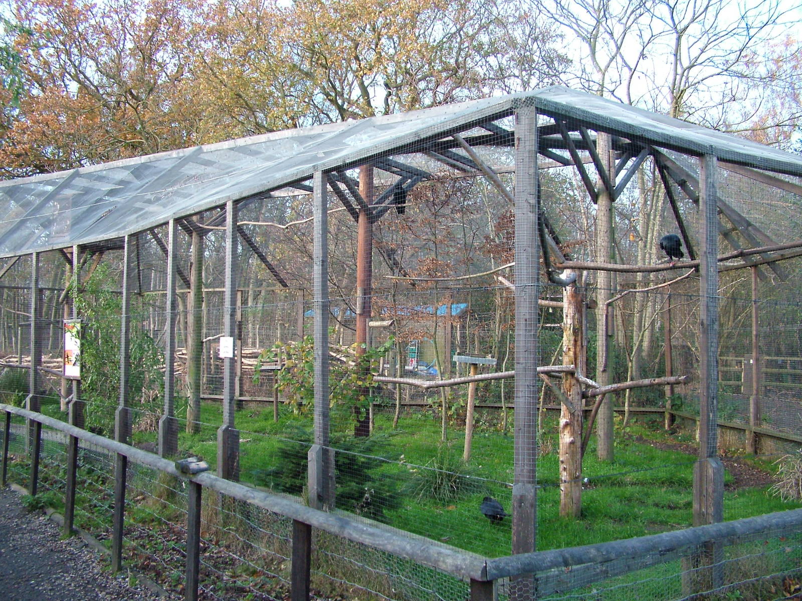 Raven aviary at Wildwood 28/11/09