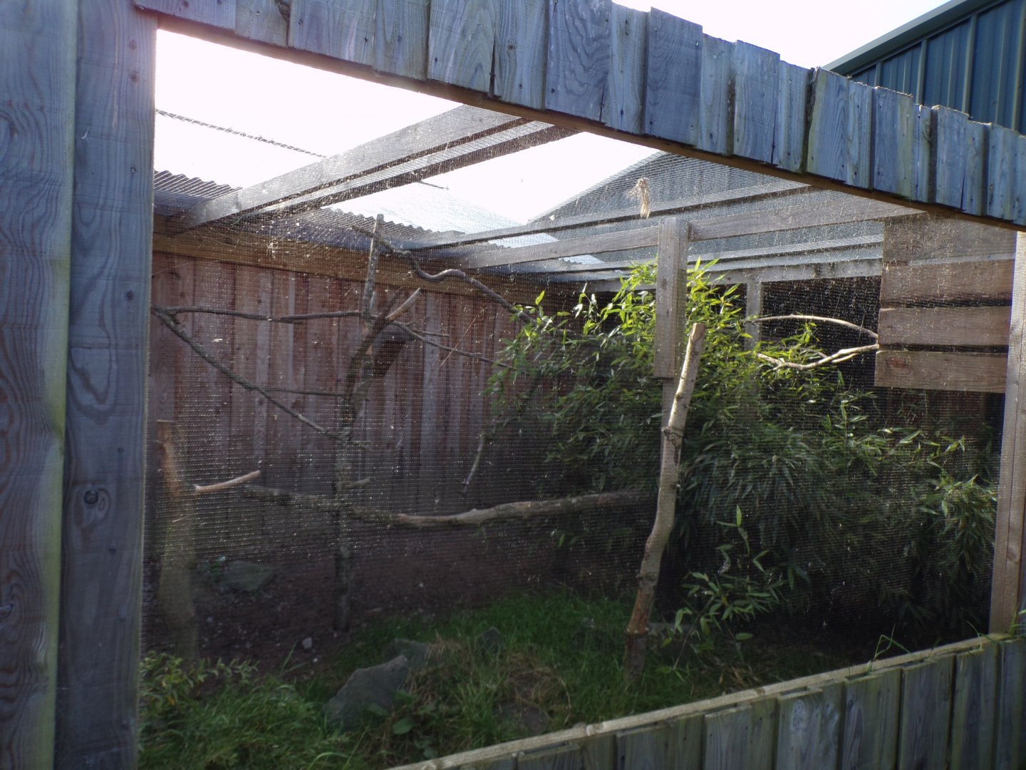 Raven aviary outside bird show arena 14.10.23