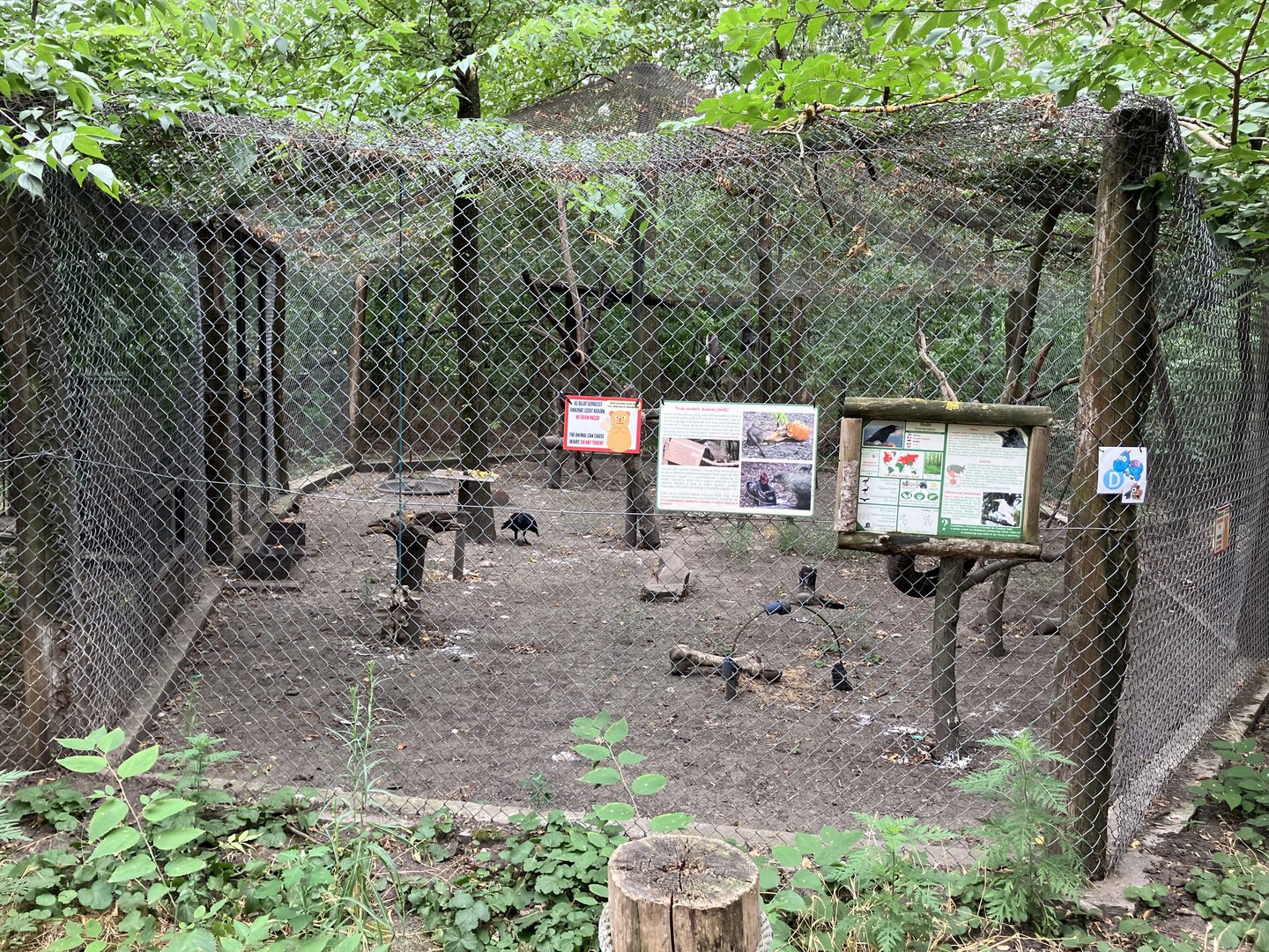 Raven aviary