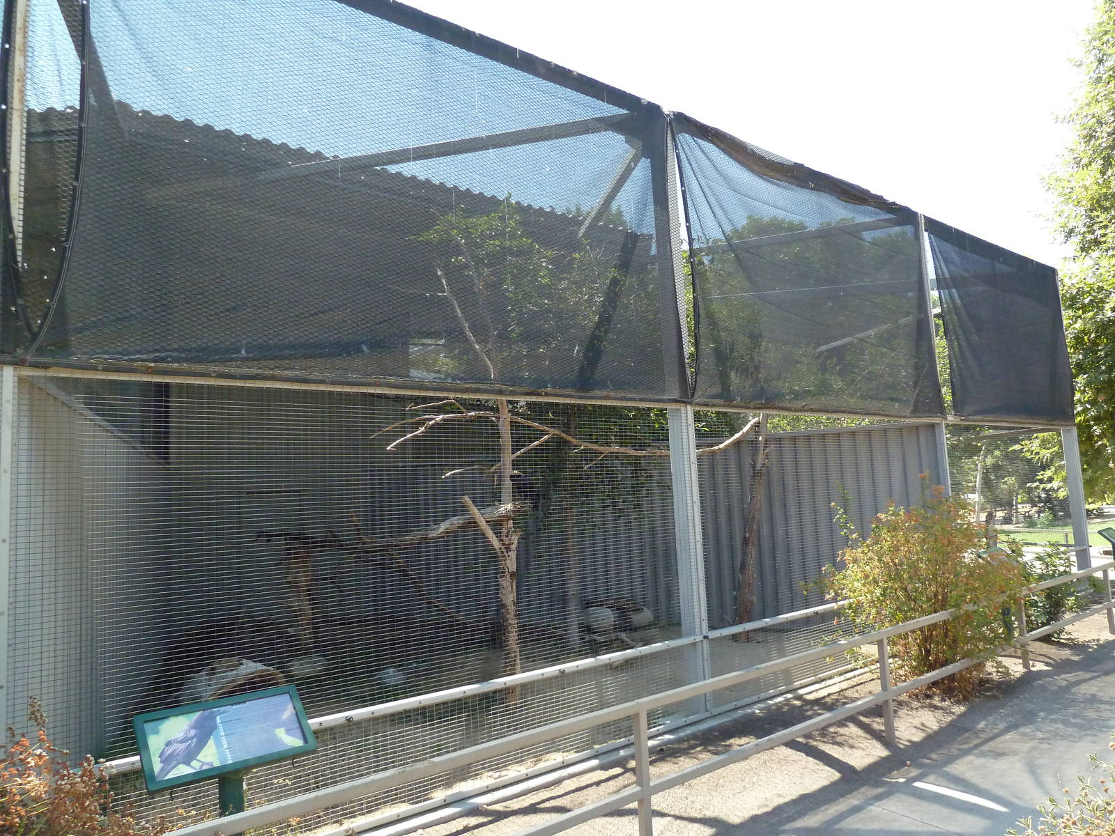 Raven/Common Crow Exhibit