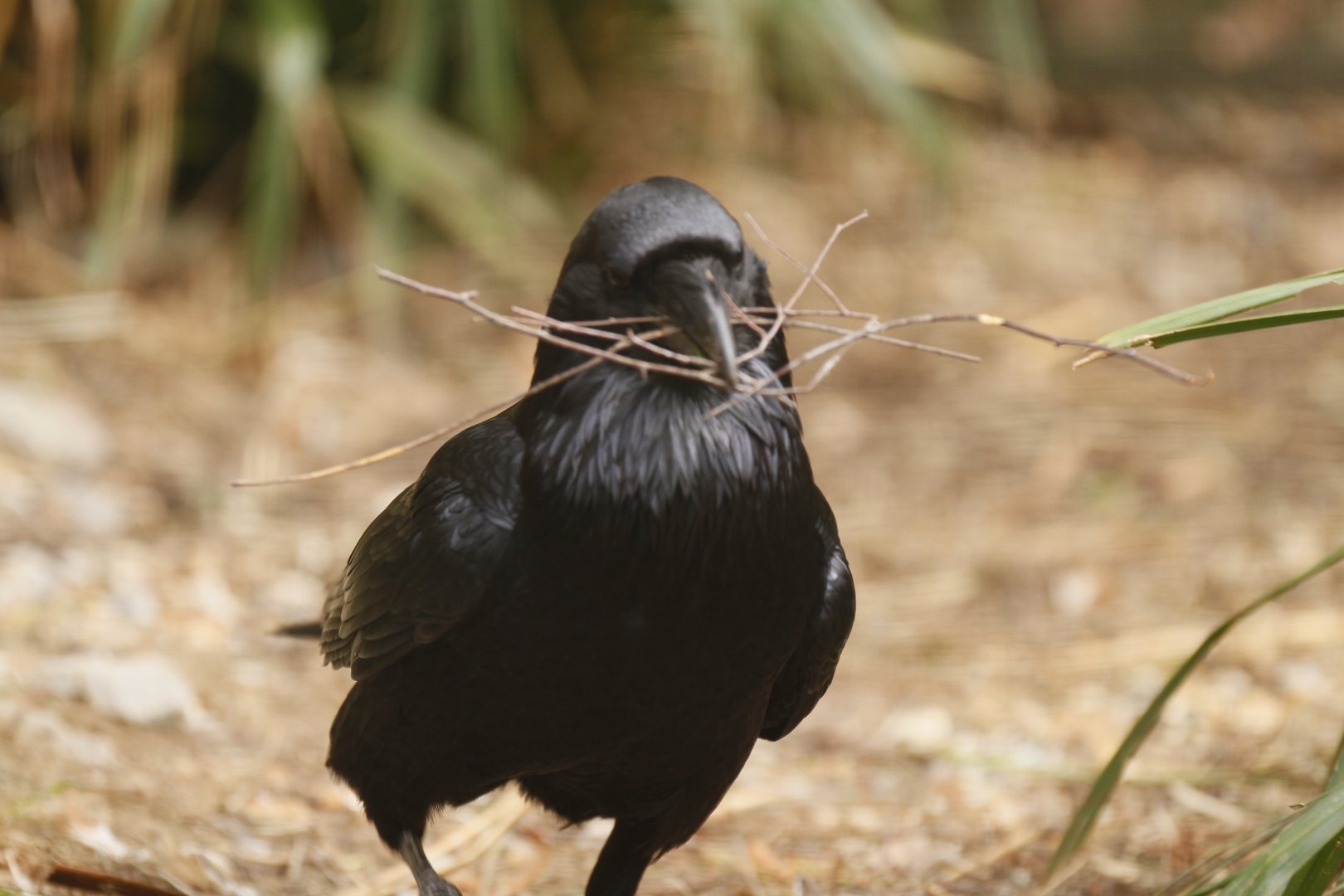Raven (Corvus corax) beginning nest building
