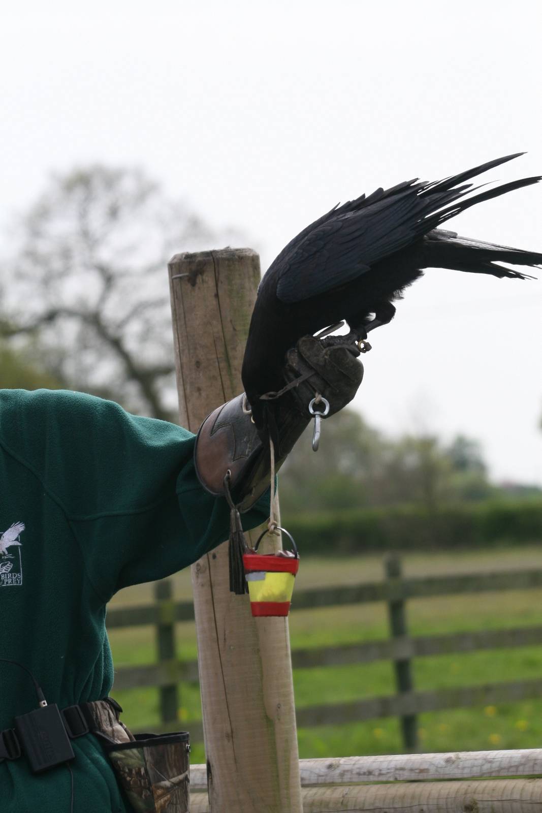 Raven Demonstration #1, Gauntlet 2008