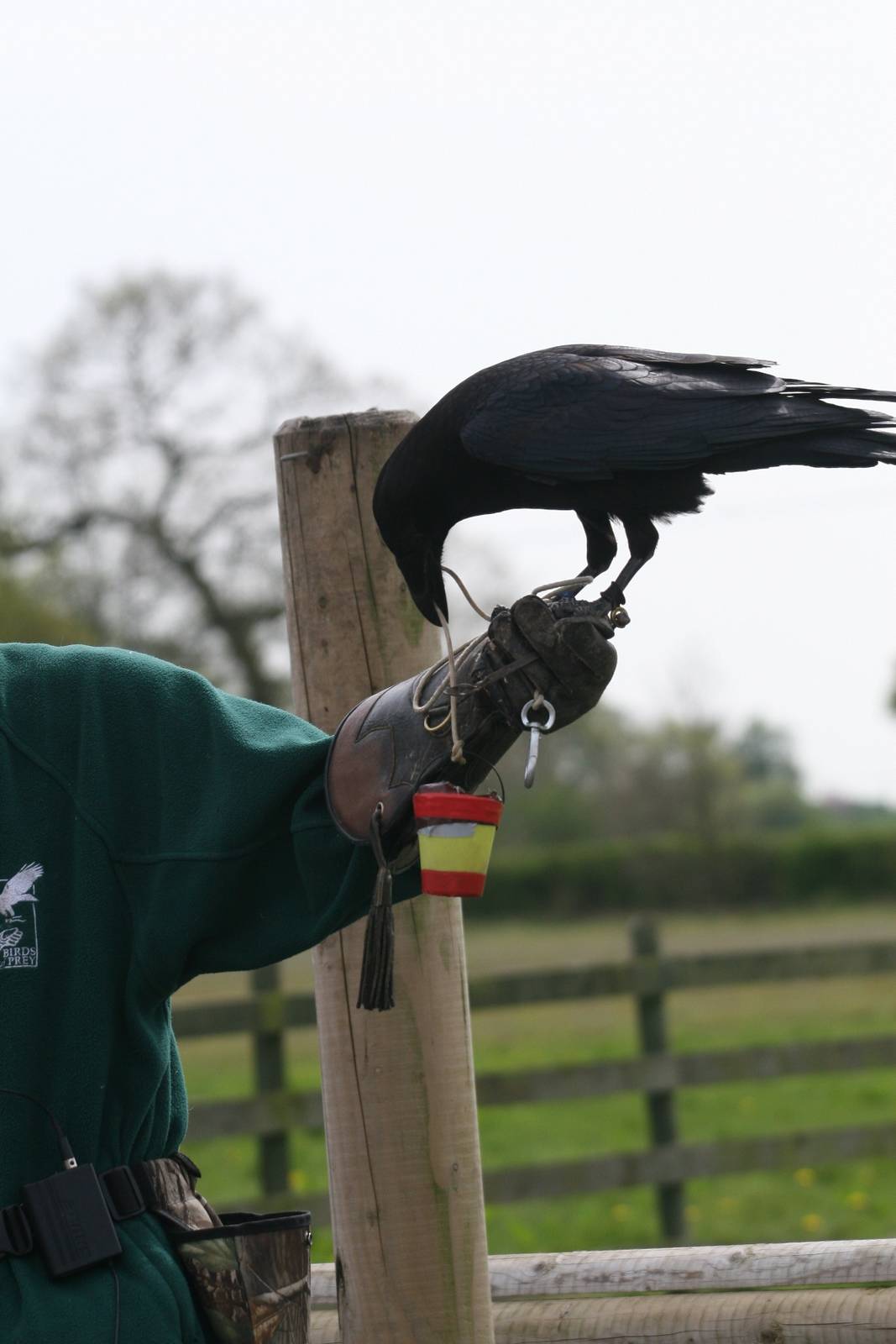 Raven Demonstration #2, Gauntlet 2008