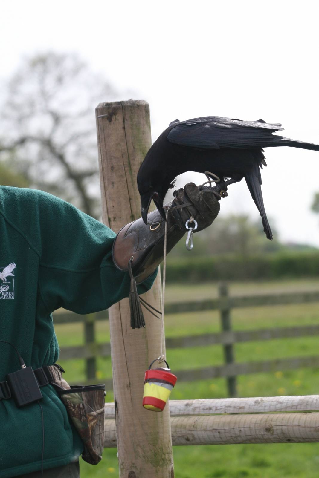 Raven Demonstration #3, Gauntlet 2008