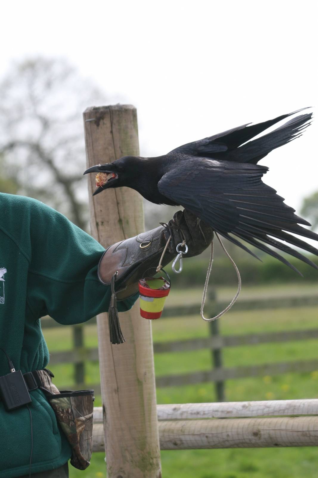 Raven Demonstration #5, Gauntlet 2008