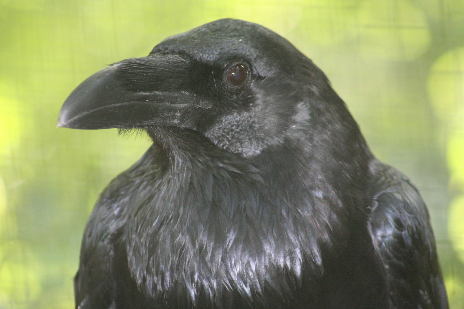 Raven @ Dudley; 19.09.2015