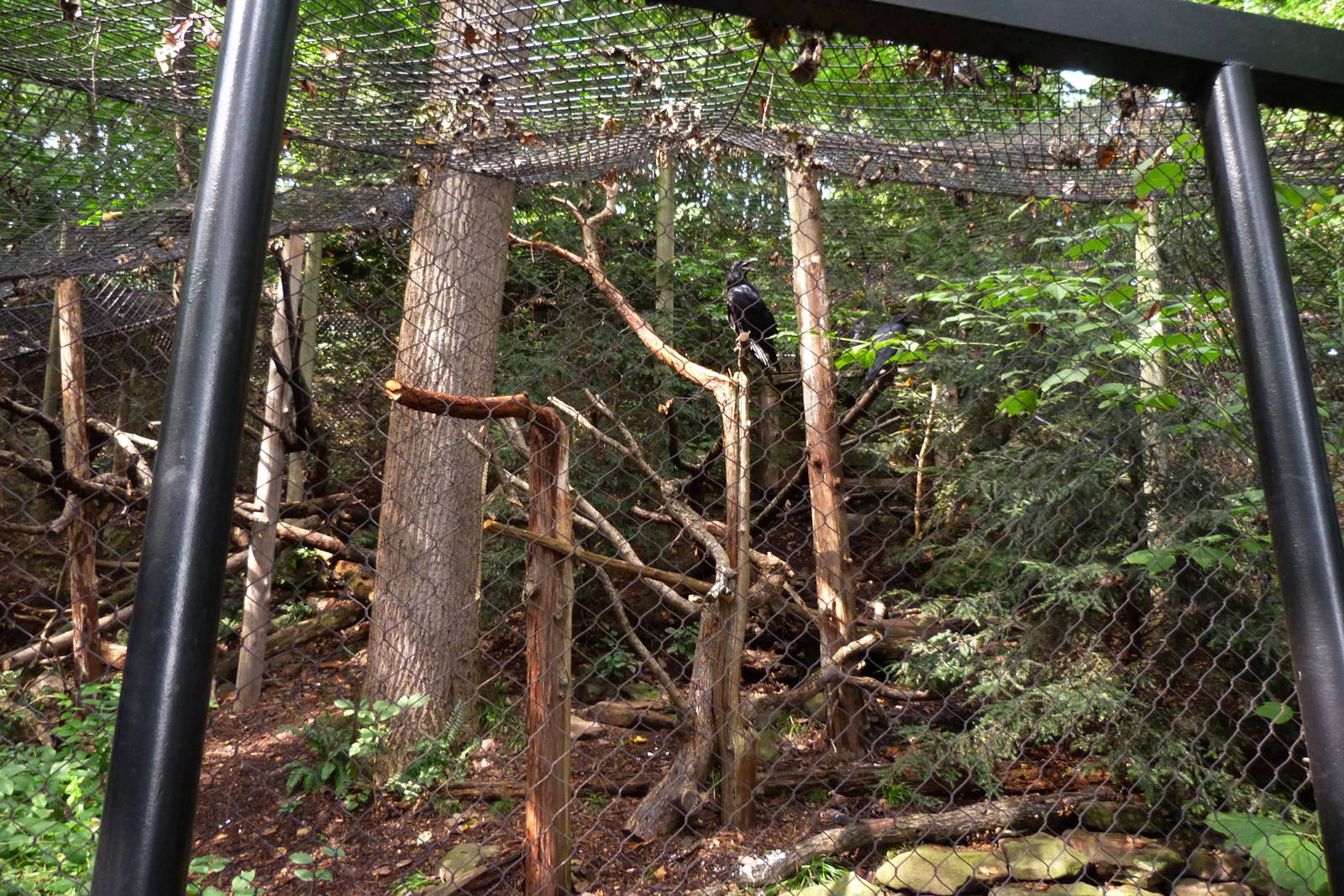 Raven Exhibit (American Trails) 9-6-12