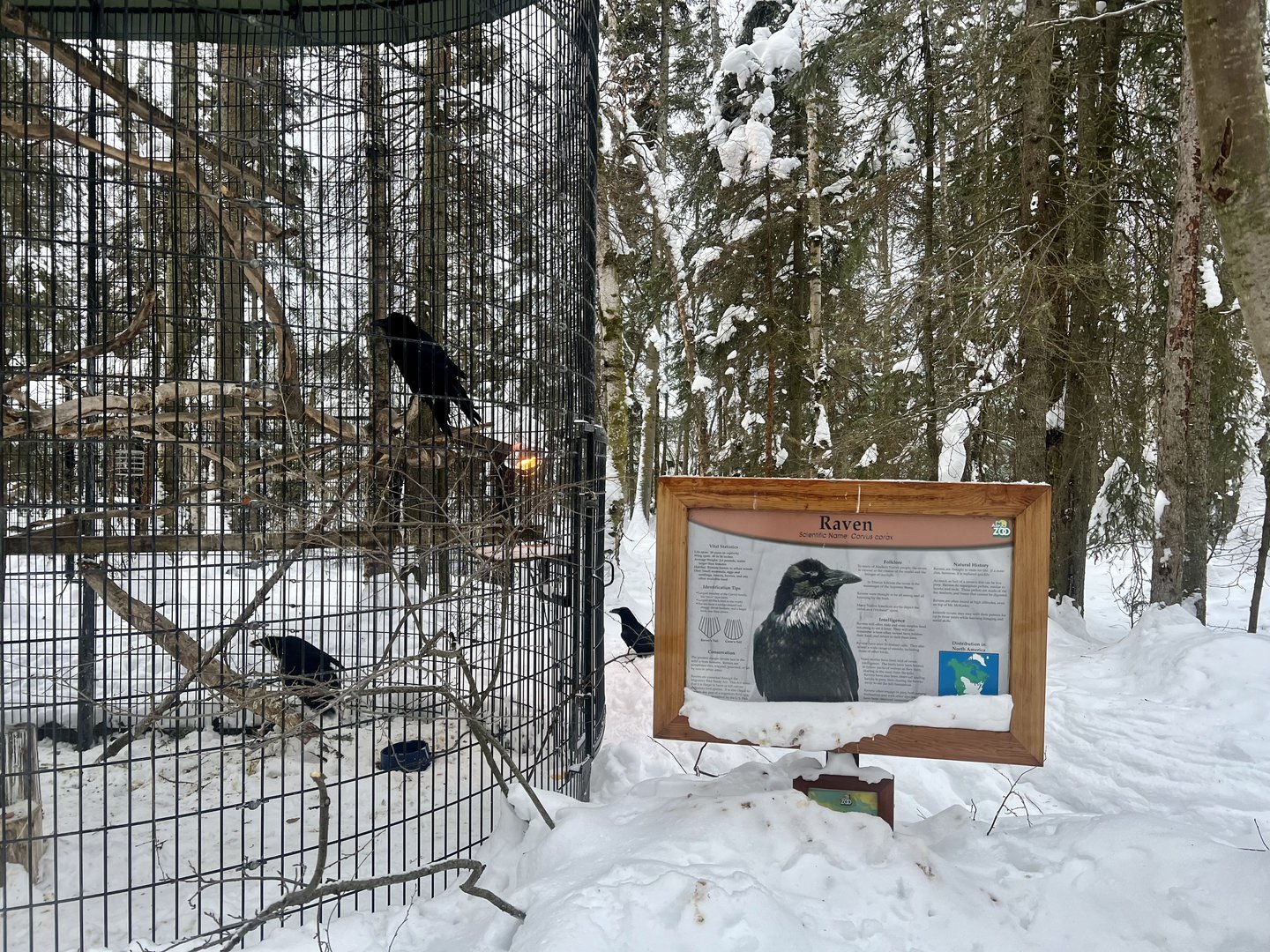 Raven Exhibit