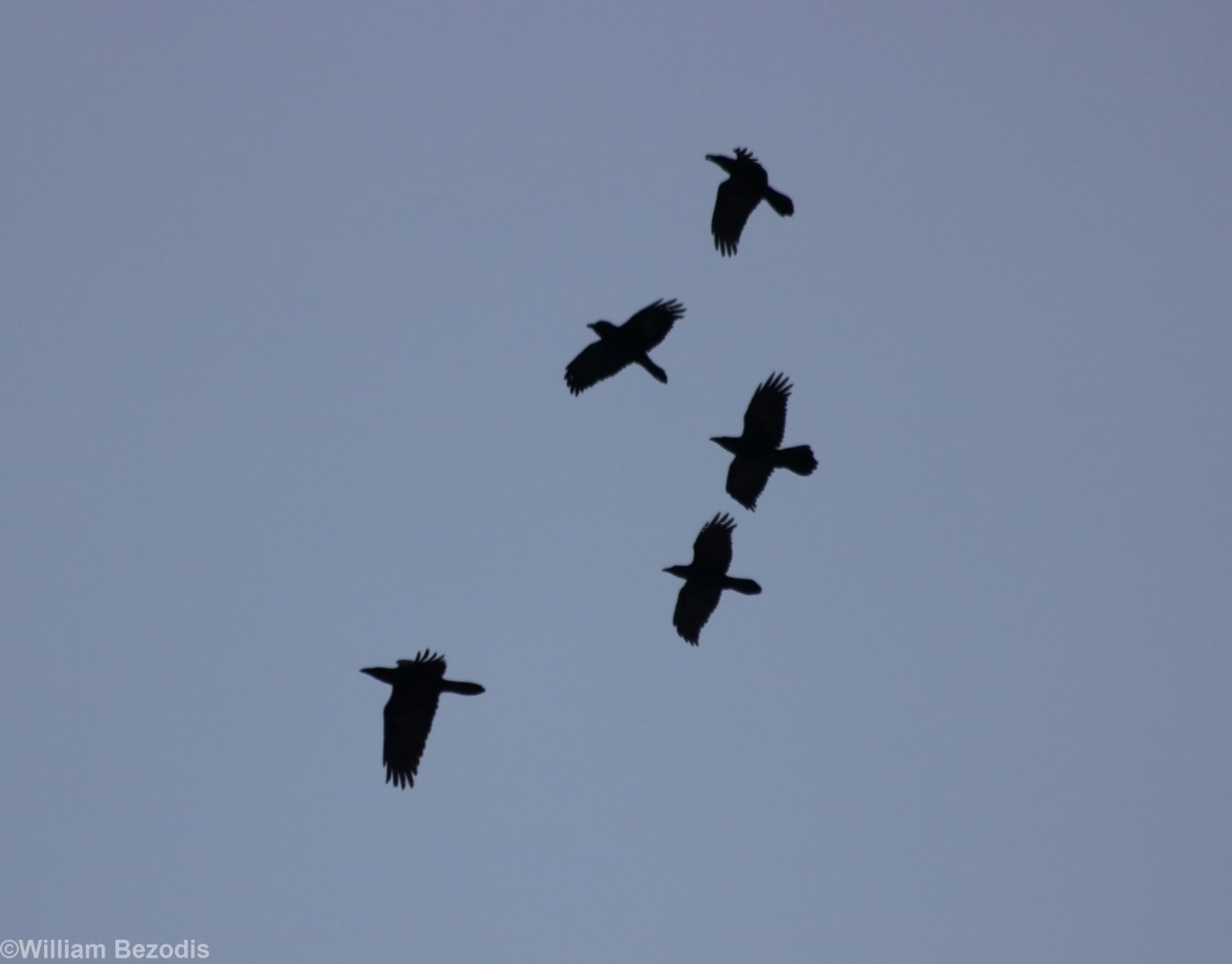 Raven Flyover - Bialowieza