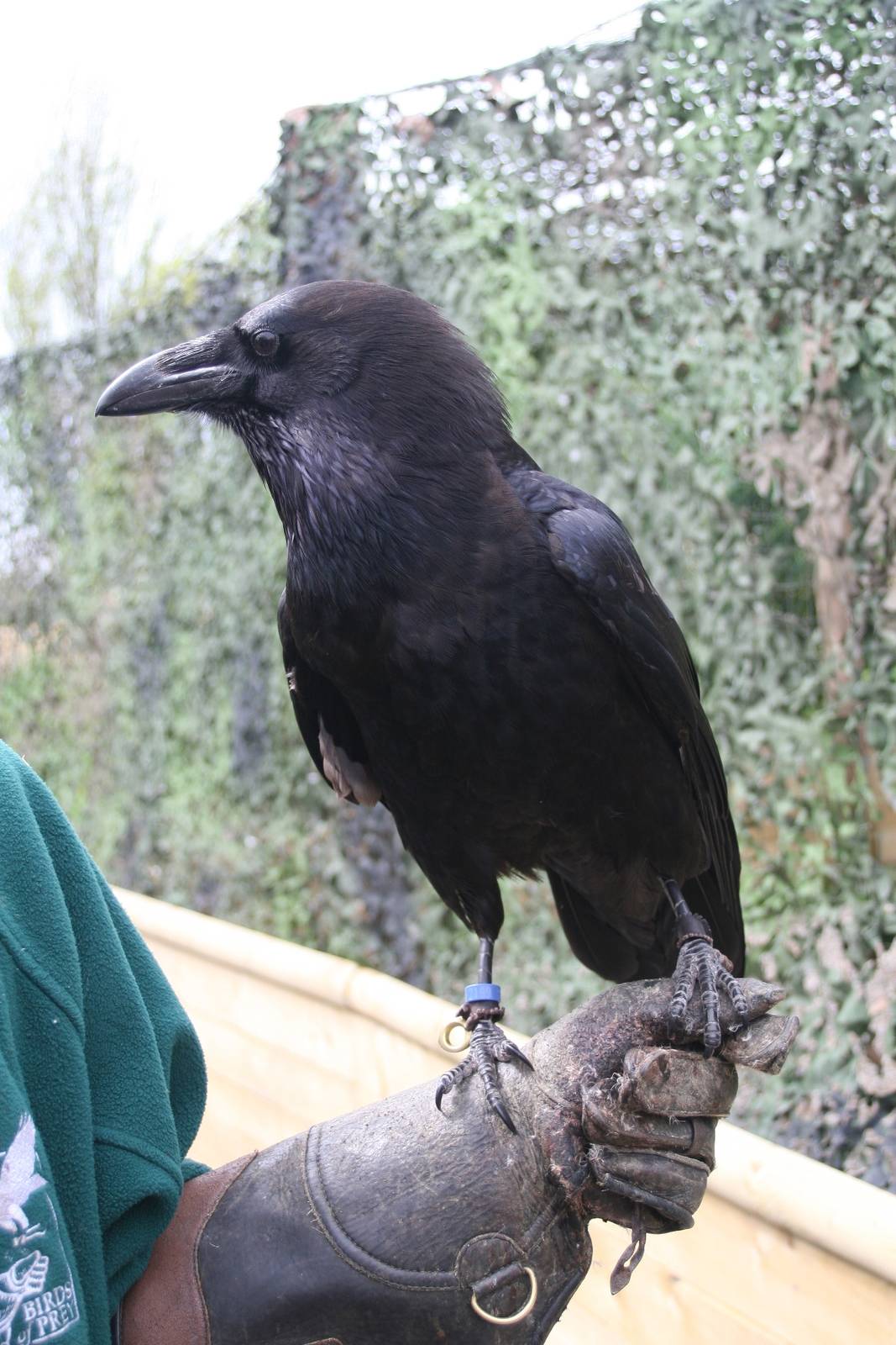 Raven, Gauntlet 2008