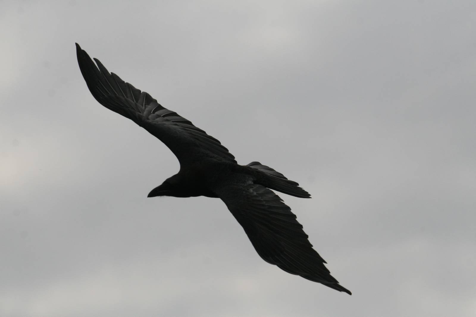 Raven in Flight