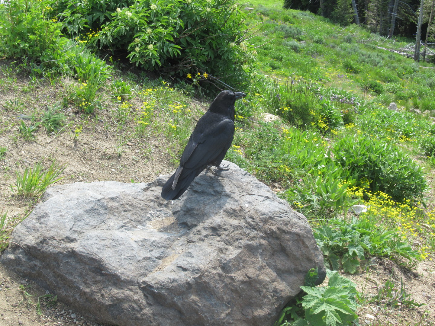 Raven in Yellowstone National Park