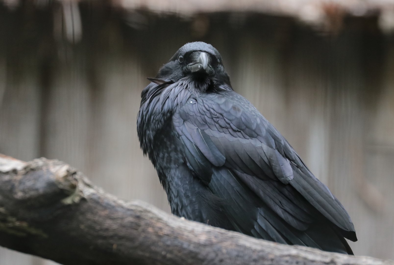 Raven - Potter Park Zoo - 05/20/19