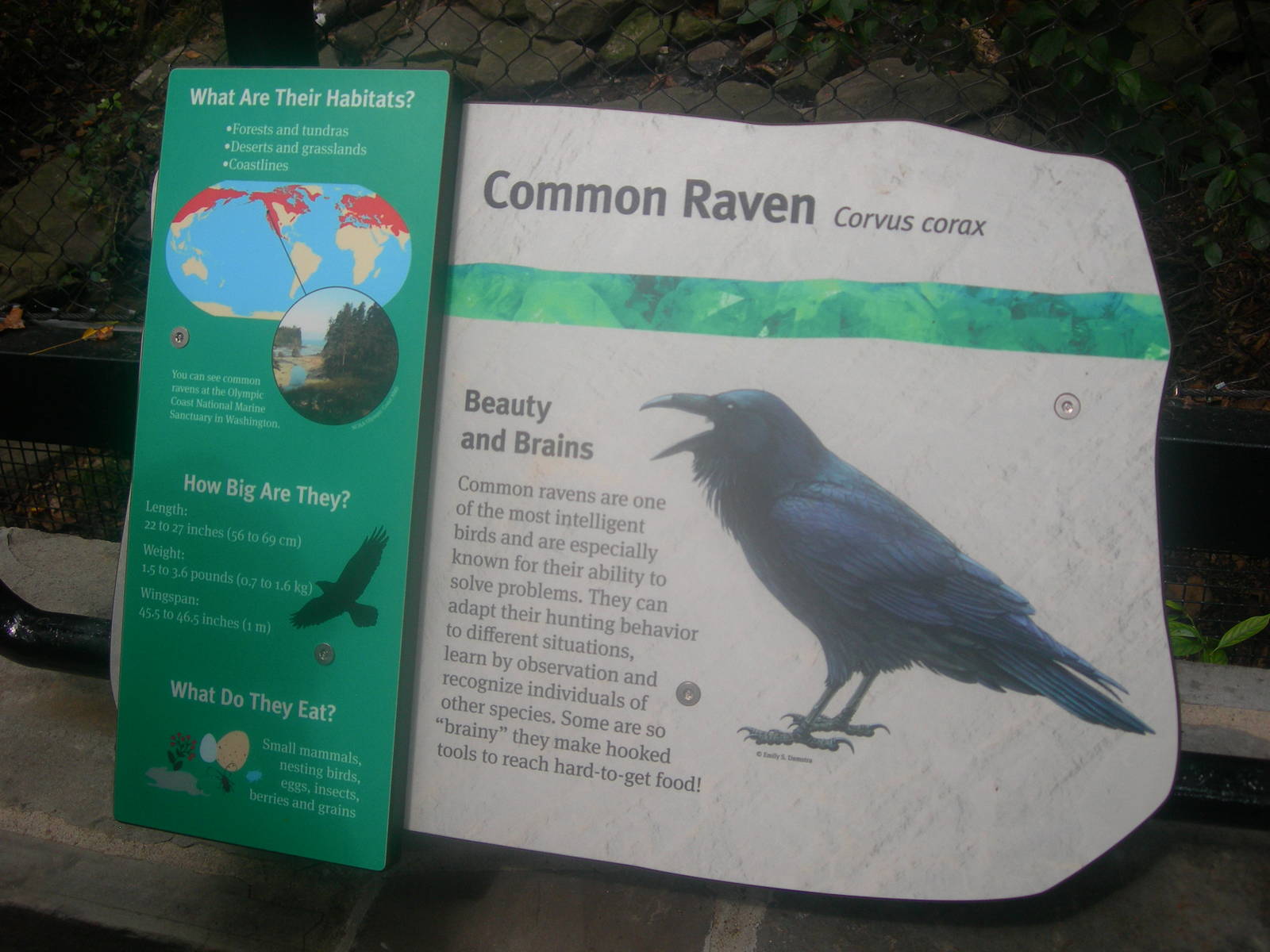 Raven Sign