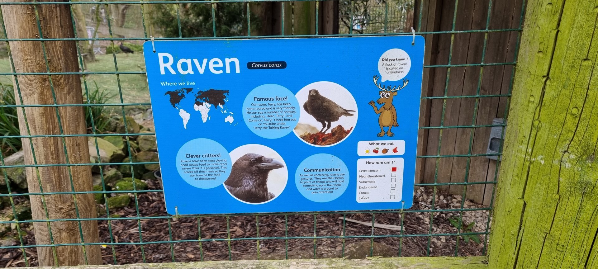 Raven signage