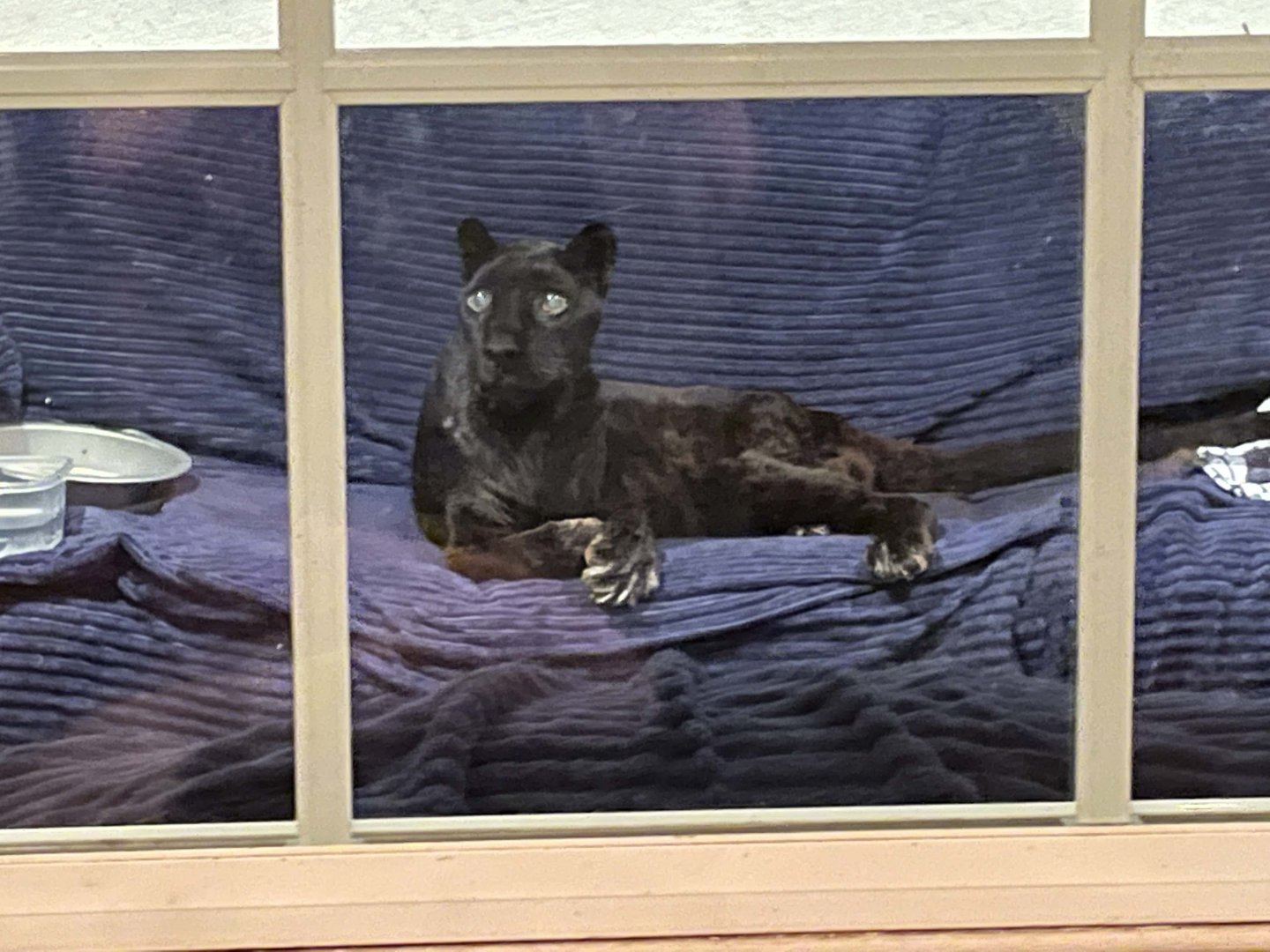 Raven the World's Oldest Leopard