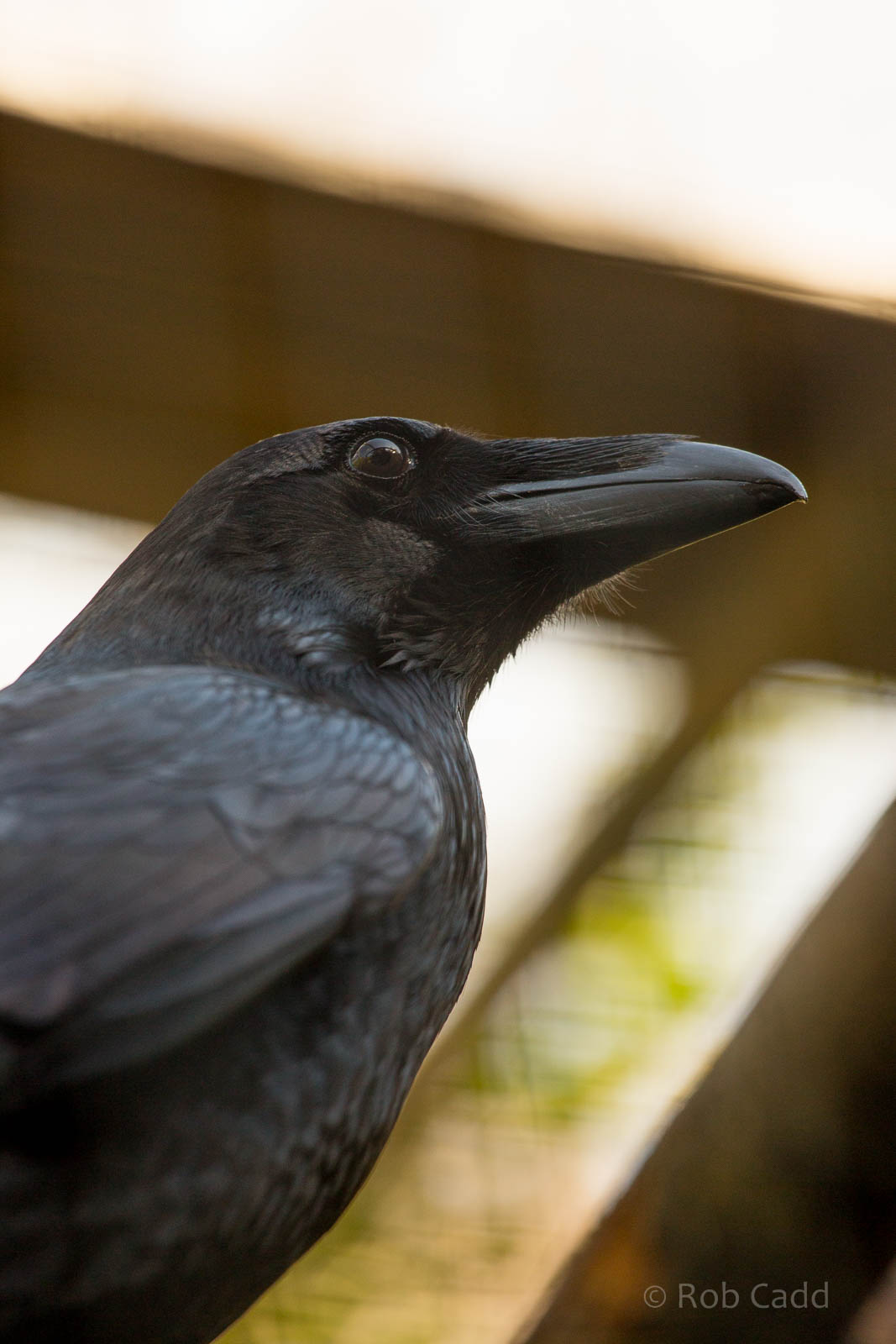 Raven : Wildwood : 16 Oct 2014