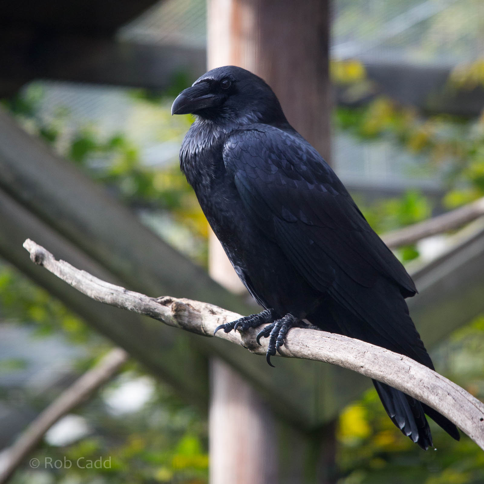 Raven : Wildwood : 16 Oct 2014