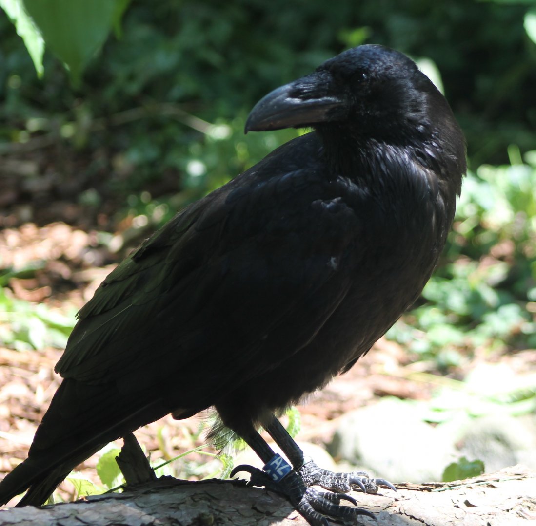 Raven
