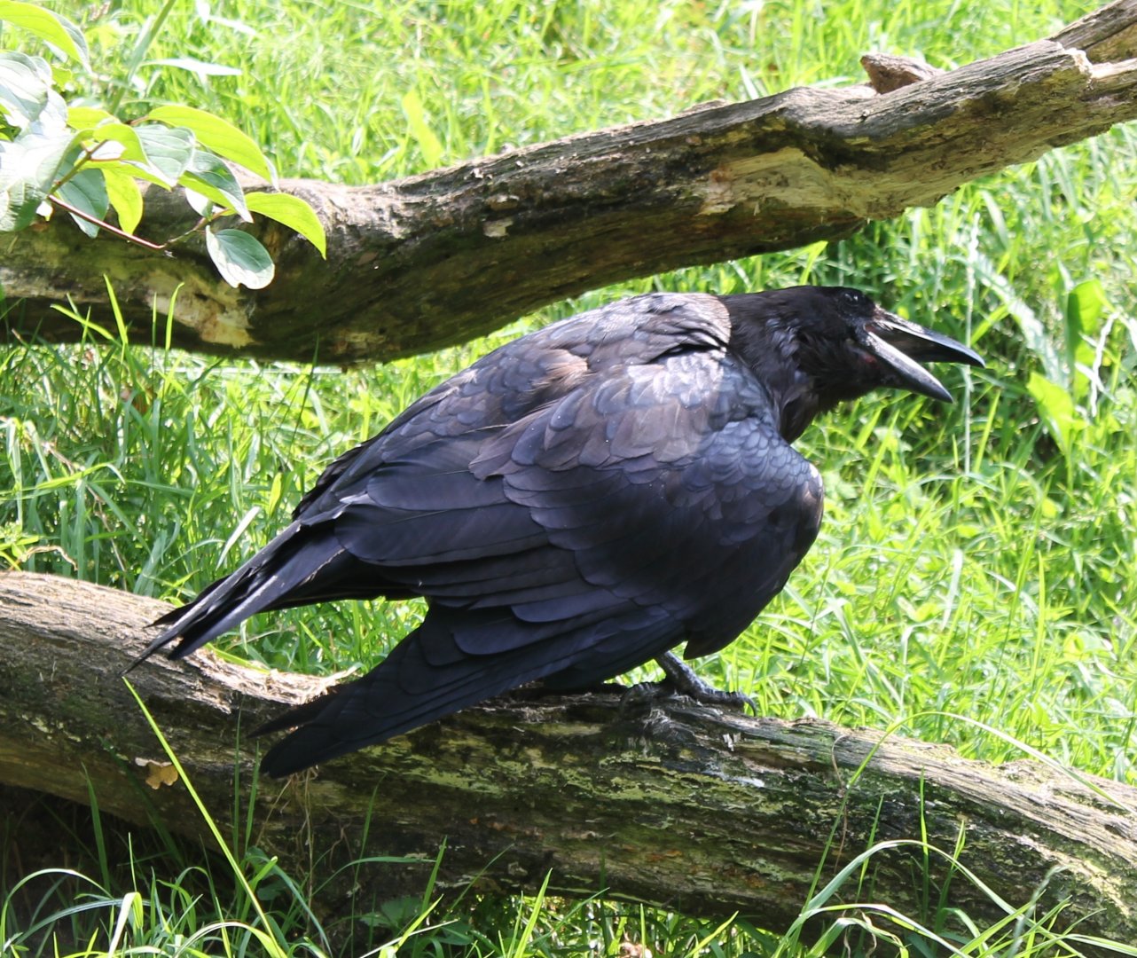 Raven