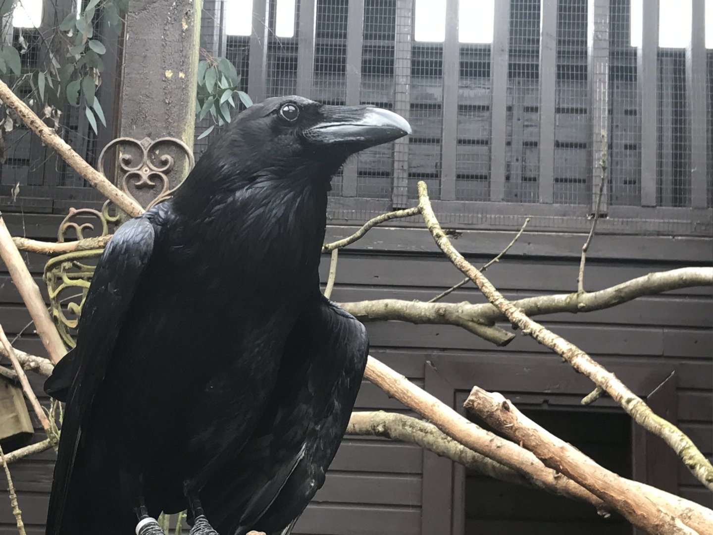 Raven